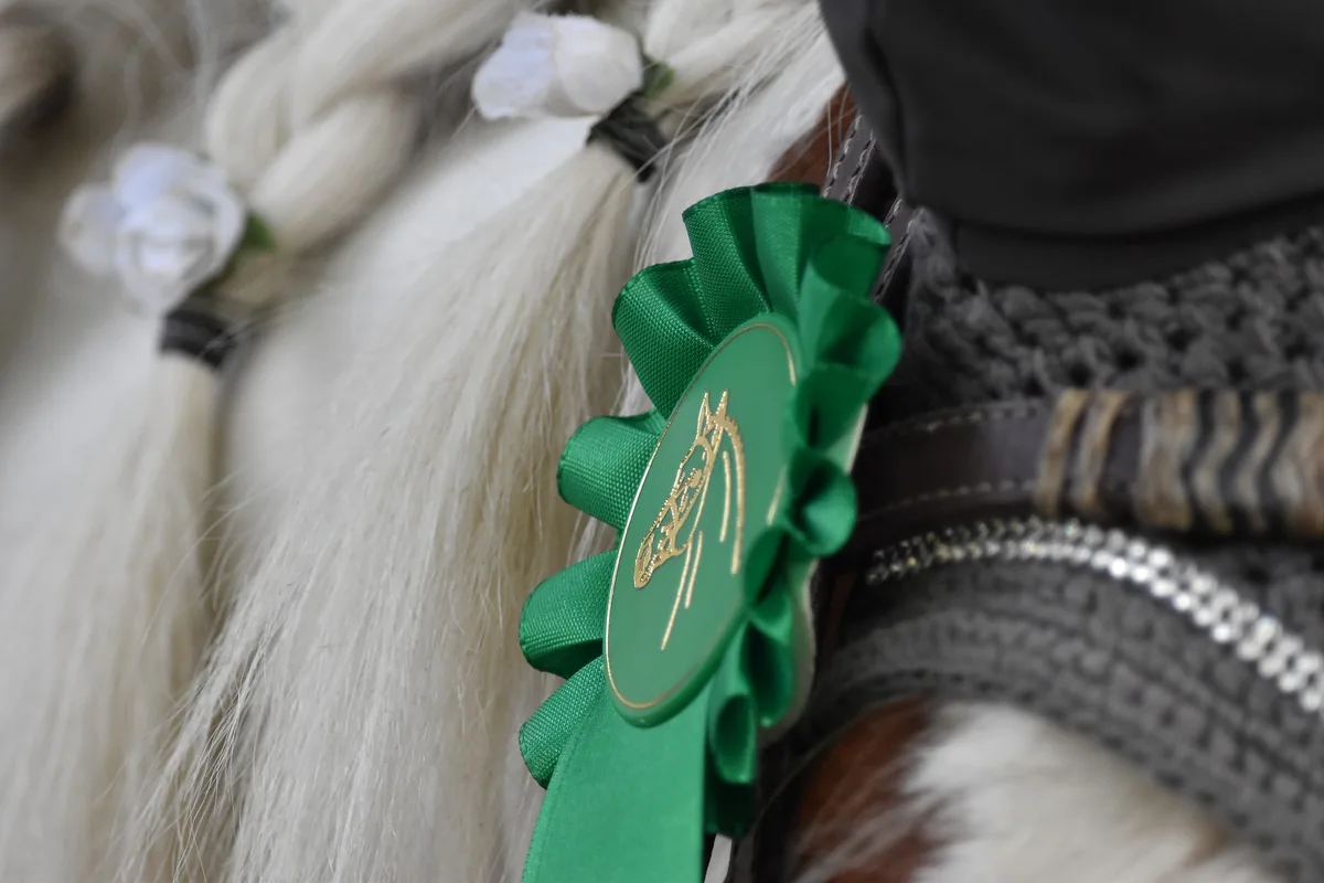 c349defd35fbf203e567515605b4fca7d64c8b33 Das Swiss Breed Classic vom 14. November 2020 ist abgesagt. (Bild pixabay)