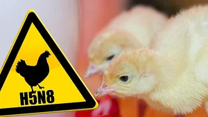 Obwohl die Geflügelpest in den letzten Wochen in ganz unterschiedlichen Landesteilen aufgetreten ist, konzentrierte sich das Seuchengeschehen in Grosspolen. (Bild agrar-press)
