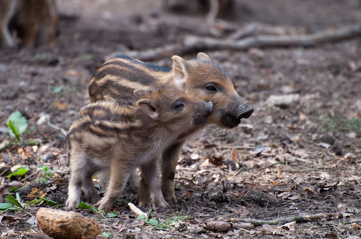 88c68431e6f82c1464073f87cbeb1d84d708acfe Wildschweine profitieren von wärmeren Wintern, in solchen Jahren überleben mehr Frischlinge. (Bild Pixabay)