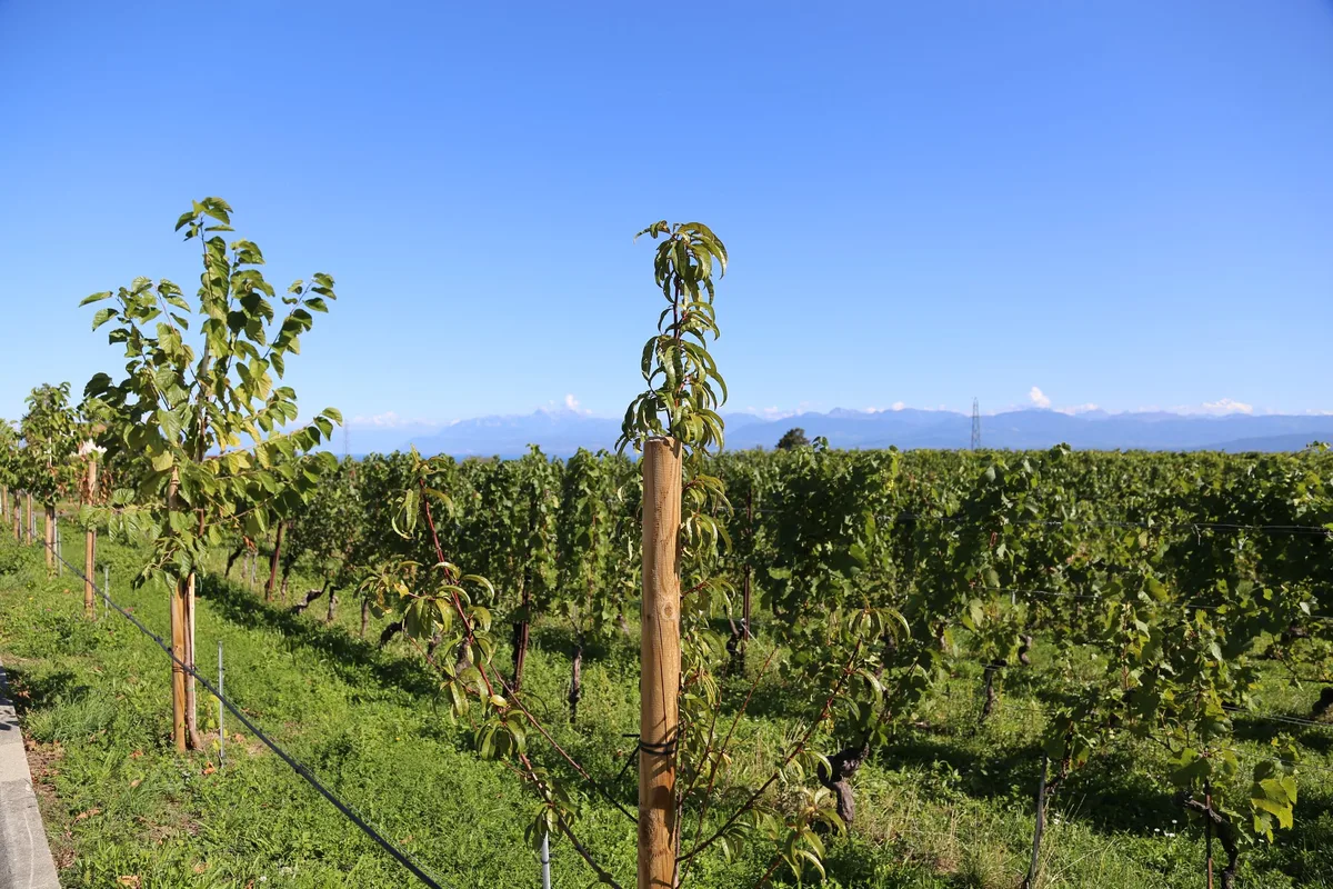 Vitiforst-Begnins_01_rho Obstbäume machen Weinberge fit für das veränderte Klima