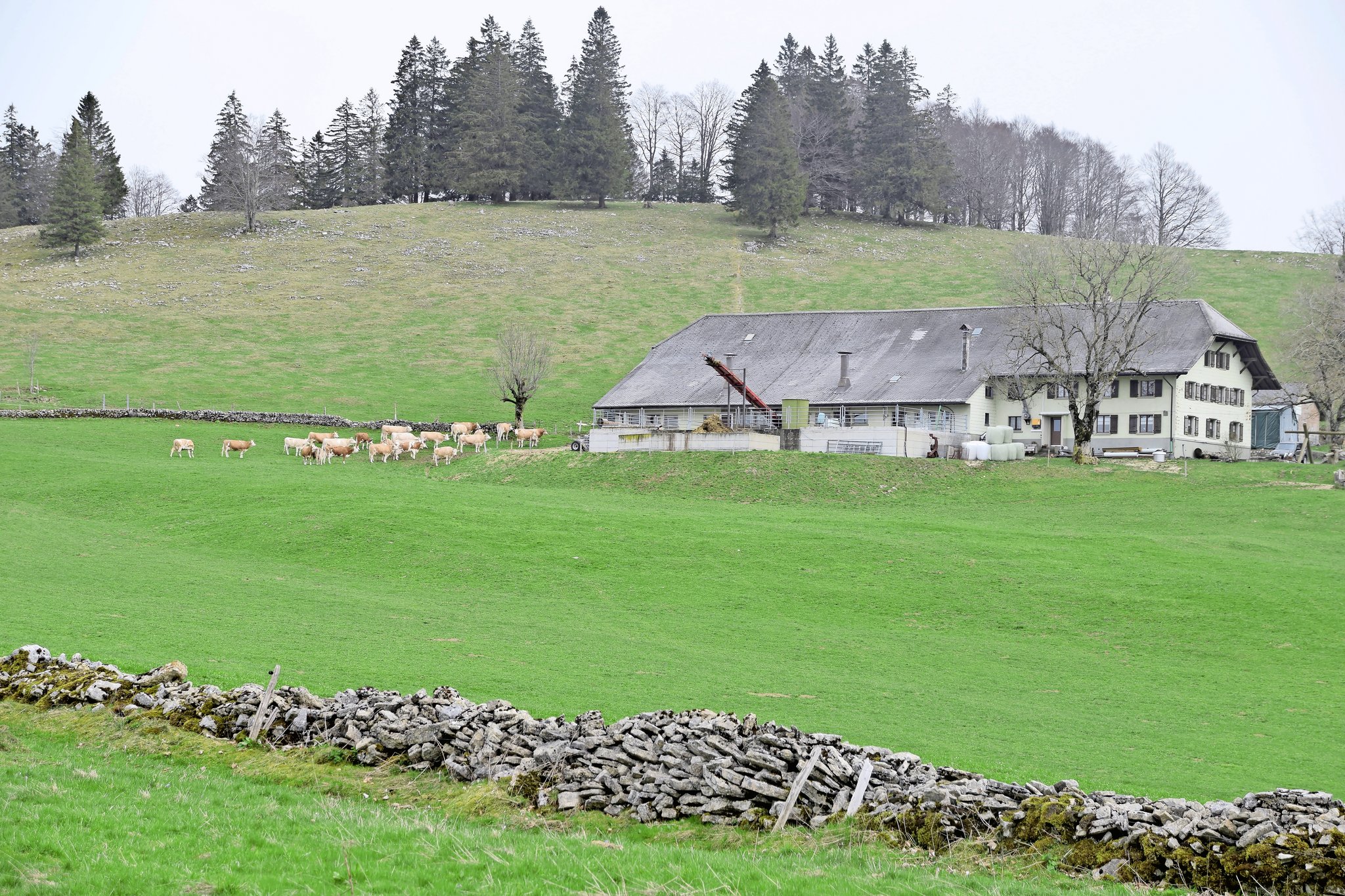 Eine robuste Bergkuh zu haben, ist dem Ehepaar Wüthrich wichtig