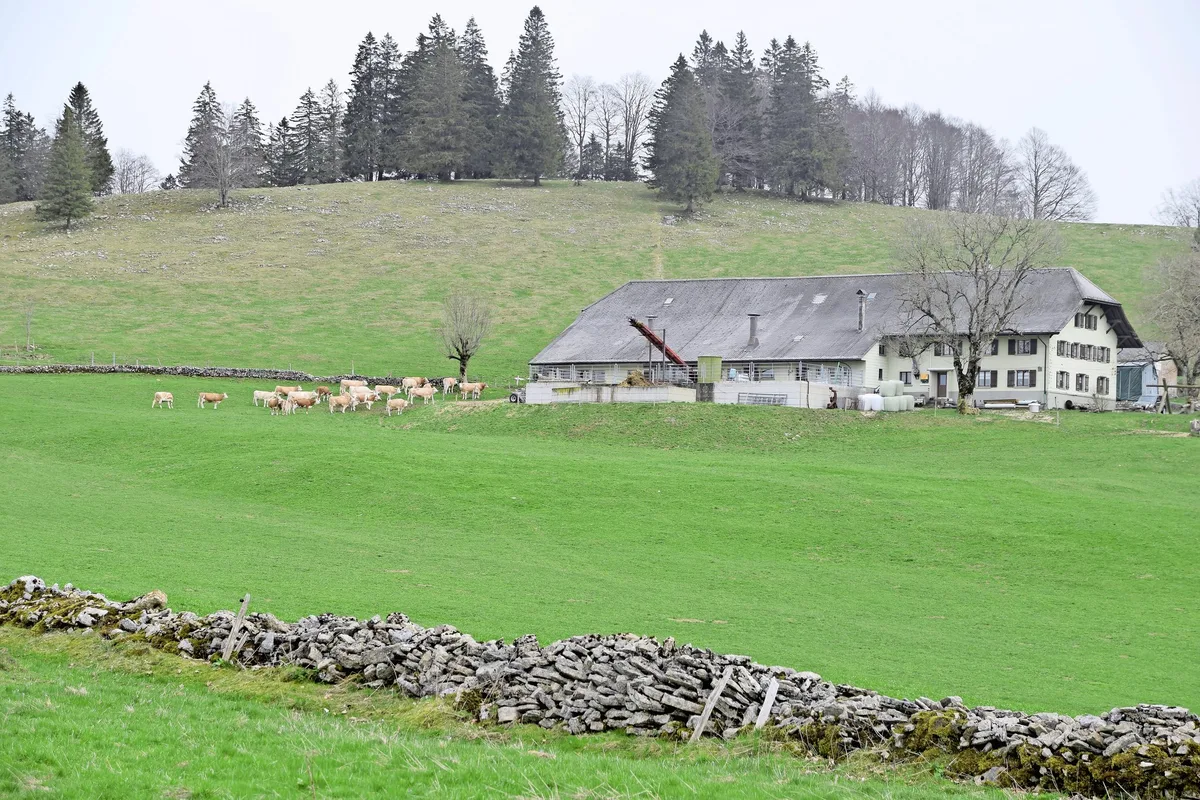 NS_A_19_Tiefmatt_1 Eine robuste Bergkuh zu haben, ist dem Ehepaar Wüthrich wichtig