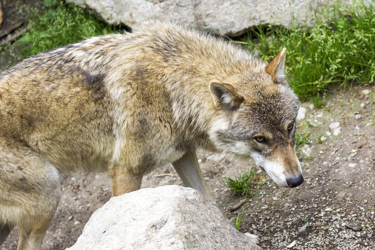 Wölfin im Oberwallis von kantonaler Wildhut erschossen