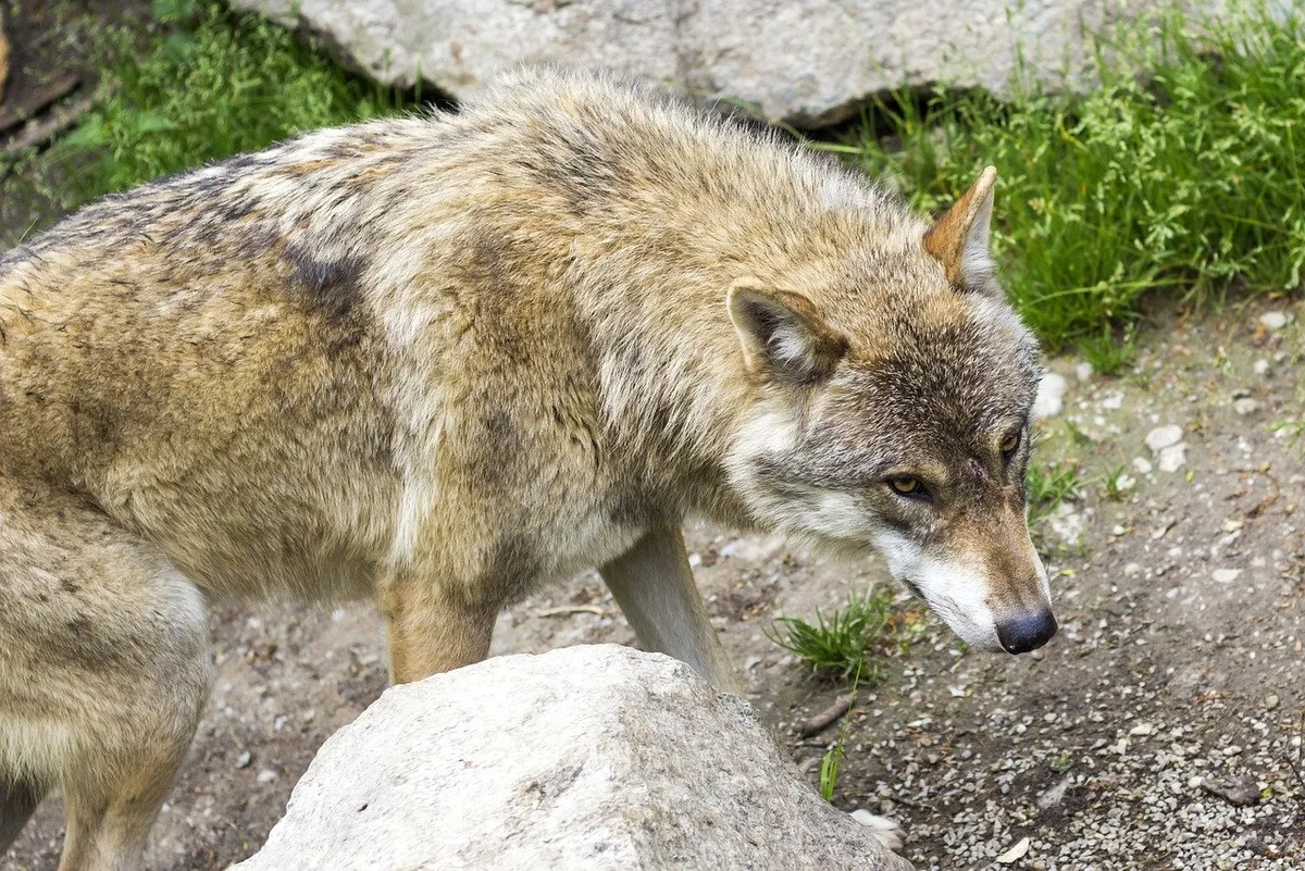 wolf_rain_carnation Wölfin im Oberwallis von kantonaler Wildhut erschossen