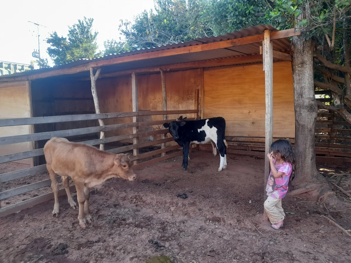 Schweizer Whatsapp-Gruppe «rettet» ein Kalb in Paraguay