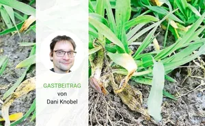 Das Zusammenspiel von Pflanzen und Boden spielt bei der Regenerativen Landwirtschaft eine wichtige Rolle.