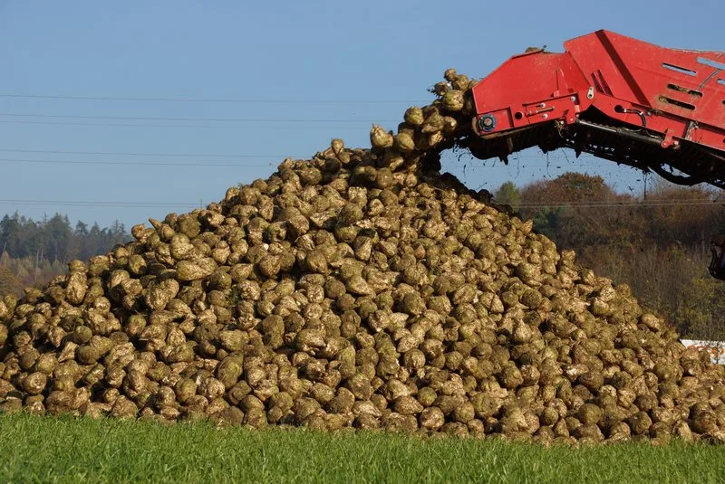 a0f9ffb9a51dbbea738b63429a5311401260131b Im Moment läuft die Zuckerrübenernte. Durch die Viröse Vergilbung können Ertragsverluste bis 50 Prozent auftreten. (Bild BauZ)