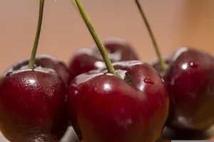 Anders als einheimische Drosophila-Arten legt Drosophila suzukii, die Kirschessigfliege, ihre Eier in intakte Früchte.