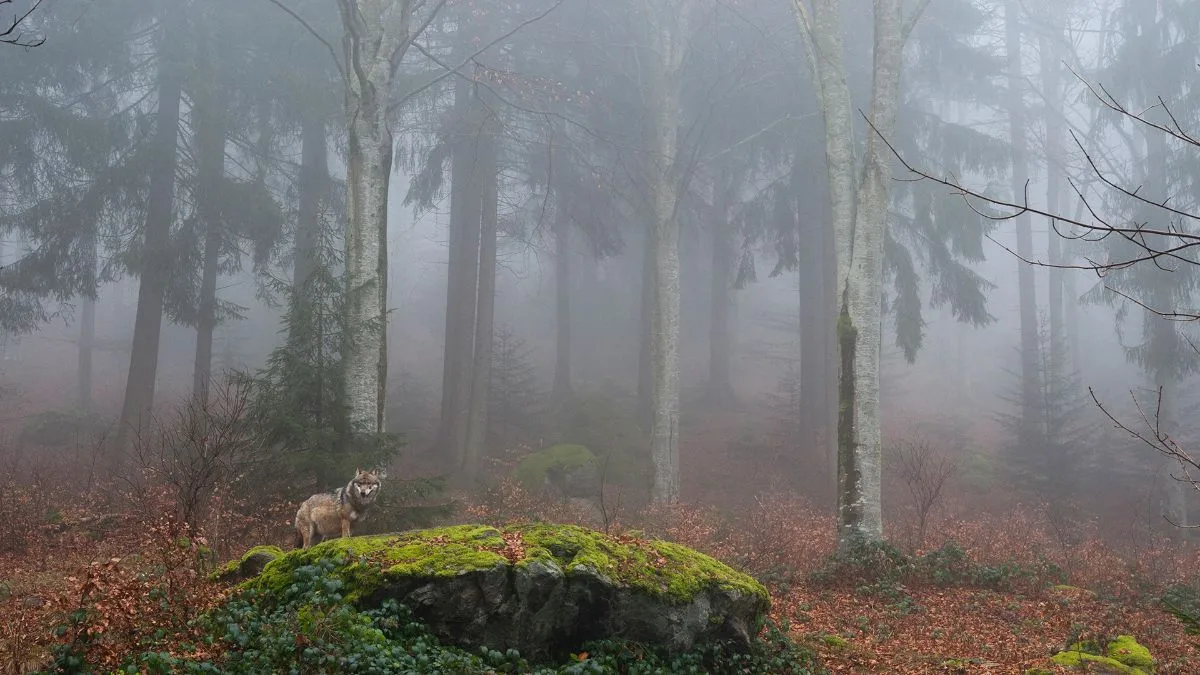 Der Wolf bleibt in Europa «streng geschützt»