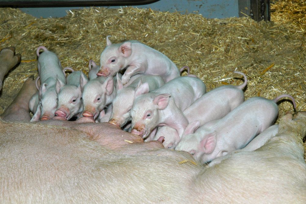 Gesunde Schweine von Anfang an: Mit perfektem Management kann der Antibiotikaeinsatz erheblich reduziert werden. (Bild aem)