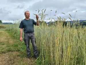 Peter Zulliger baut alte Getreidesorten an und produziert auch das Saatgut selbst. Dank exaktem Pflügen verhindert er Durchwuchs und hält die Sorten rein.