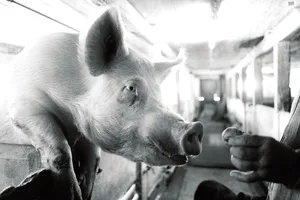 Der Nachbar von Hans mit einem Schwein, das man nicht anrempeln möchte.