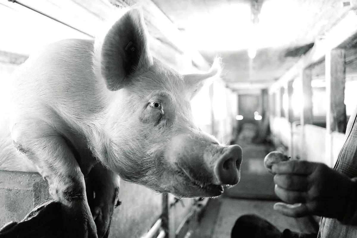5e7c47a63acac94fdf6f9b38ba9d42d0ce369fc66e913b370585b59f0ecfd188 Der Nachbar von Hans mit einem Schwein, das man nicht anrempeln möchte.