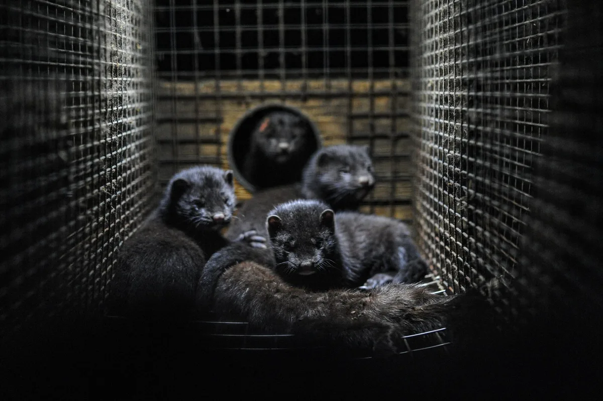 jo-anne-mcarthur-ttmzlds3wku-unsplash Nationalrat will Importverbot für Pelze aus tierquälerischer Haltung
