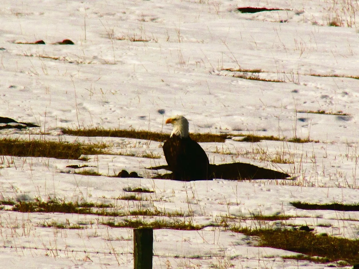 c5b2a1ea2c031680aefc7ea13e286352e63cc3ce Jeden Frühling statten die Weisskopfseeadler Familie Ruckstuhl einen Besuch ab. Die Vögel jagen im Flachland nach Nagetieren, sogenannten «Gophern».(Bild Alexandra Ruckstuhl