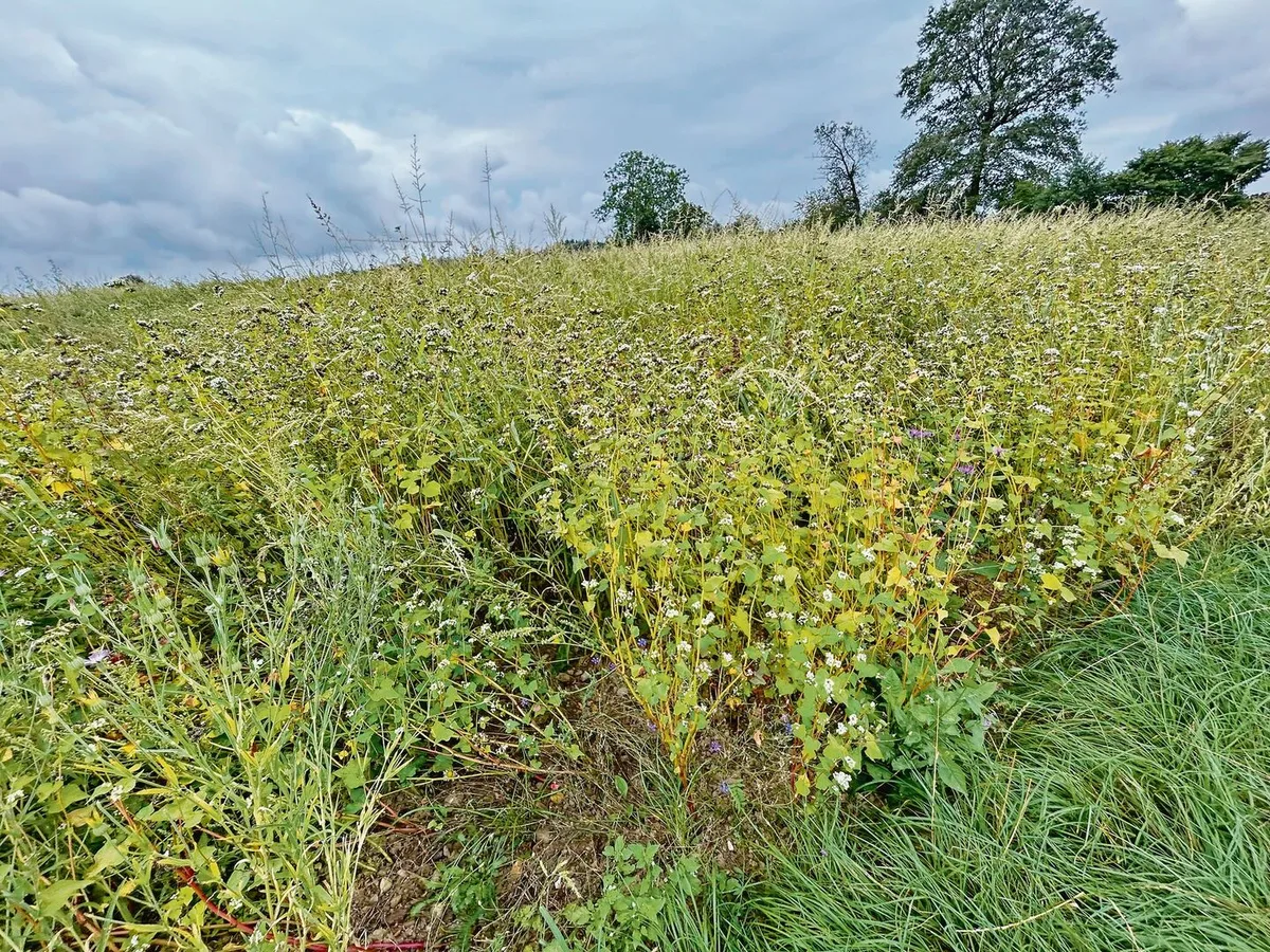 d8a630b56a362909296f2c650b89fb05de17bab05748b09b0f7100f9fd993965 Für eine Buntbrache wie hier auf dem Bild ist das Saatgut sehr teuer. Je länger die Brache steht, desto besser können diese Einstiegskosten amortisiert werden.