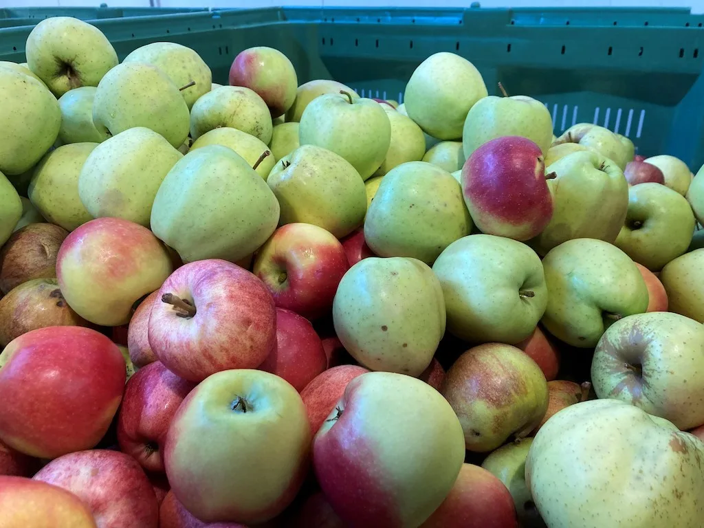 obstlagern1 Technik, Planung und gute Sorten schützen vor mehligen Äpfeln