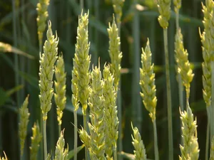 Mehr als zwei Drittel unseres Getreides wird nach Bio- und Extenso-Standards angebaut. Der wählerische Detailhandel aber bevorzugt Importprodukte, schreibt Uniterre. (Bild Pixabay)