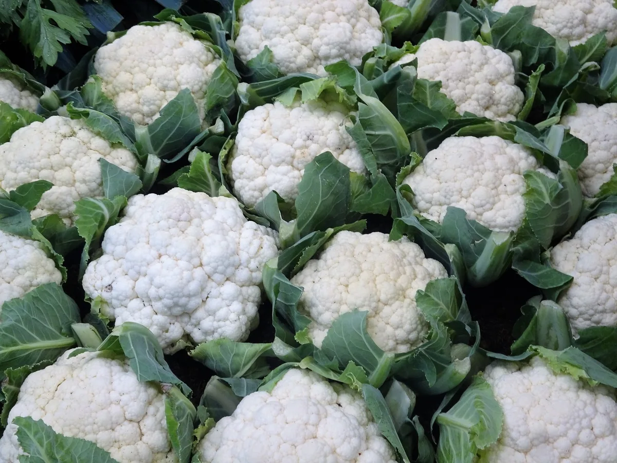 1b2811e31615d1d3379e2187f488aba085e8cf6c Mit 1,9 Kilogramm pro Kopf im Jahr 2018 ist Blumenkohl in der Schweiz die zweitbeliebteste Kohlart nach Brokkoli. (Bild mr, LID)