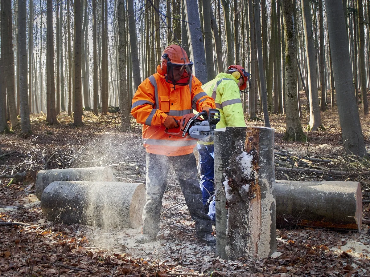 forest-g9b8022a14_1920 Holzerkurse – so regeln die Kantone das Obligatorium
