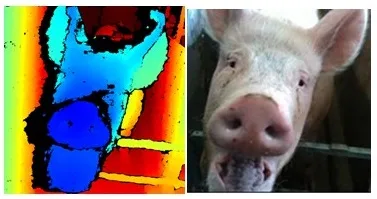 9a92863fed62affc17e05111eafafb91fdb25ed4 Durch die Gesichtserkennung wird ein biometrisches Profil von jedem Schwein erstellt. Dies soll später bei der Früherkennung von Krankheiten helfen. (Bild SRC)