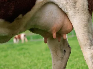 In der Schweiz werden Kühe häufig abrupt trockengestellt. Gleichzeitig besteht Interesse an alternativen Methoden.