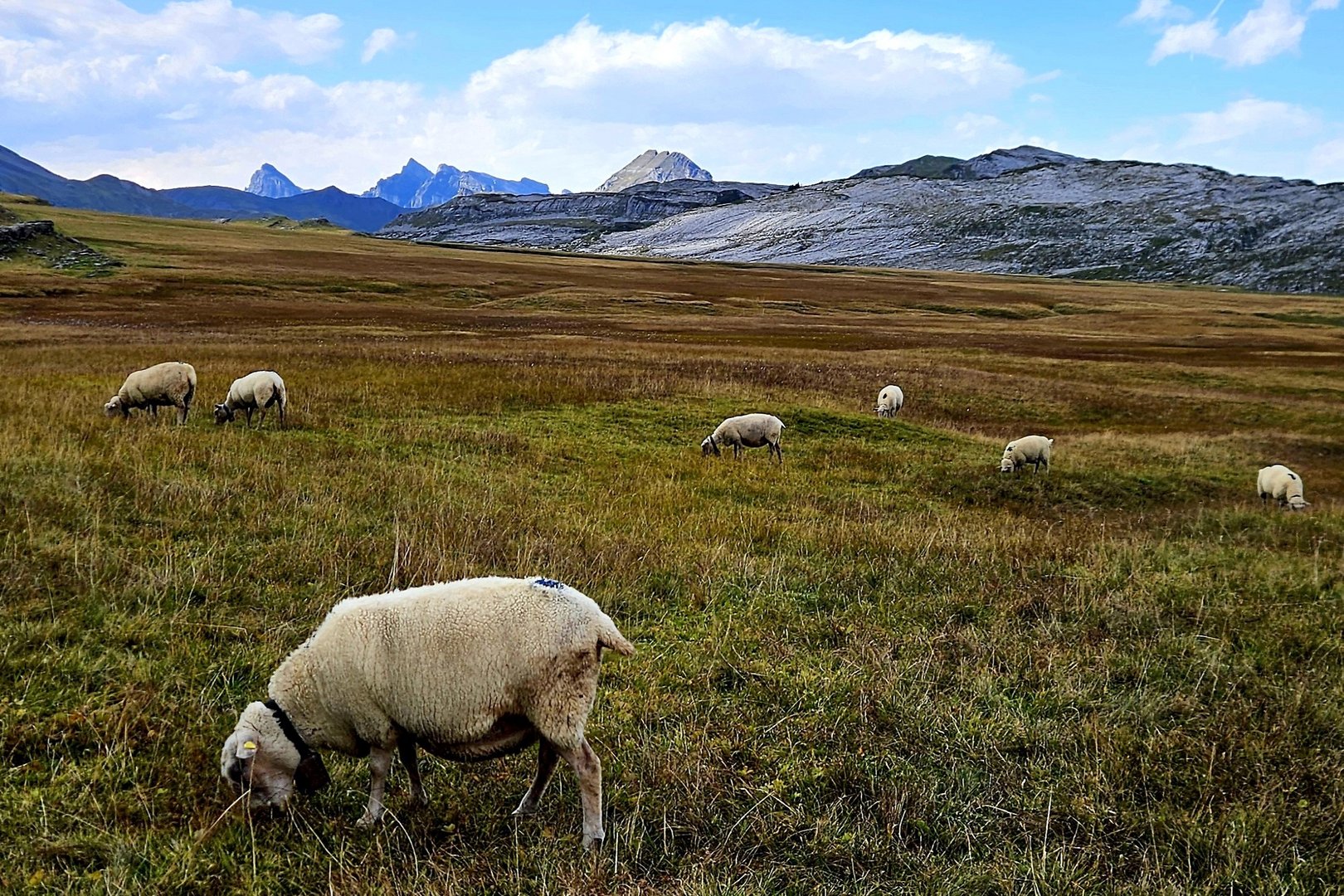 Reinfektionen durch Moderhinke frustrieren die Schafbauern