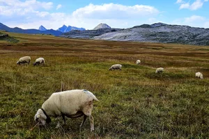 Im vergangenen Sommer konnten auf der Charetalp im Kanton Schwyz wegen der Moderhinke etwas weniger Tiere gesömmert werden.
