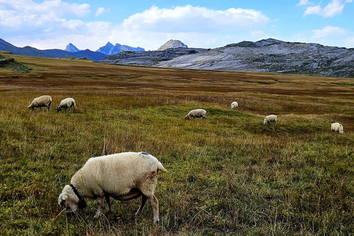 Moderhinke_Schafe_von_Schwyzer_Alpen_kamen_infiziert_zurück2 Reinfektionen durch Moderhinke frustrieren die Schafbauern