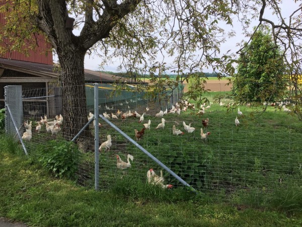 Die Legehennen konnten an Tierfreunde vermittelt werden. (Bild tierhilfe-schweiz.ch)