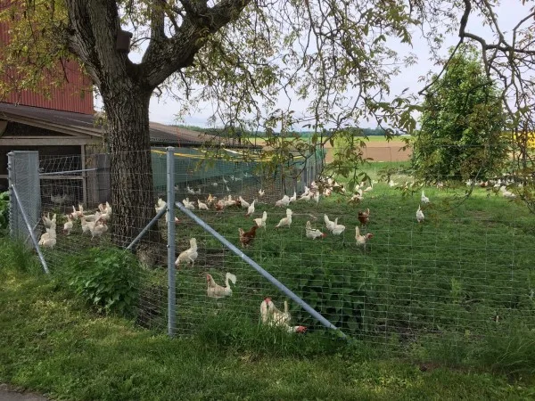 d1496b04e42ecfc1d1c1ca829fe0597197b7f649 Die Legehennen konnten an Tierfreunde vermittelt werden. (Bild tierhilfe-schweiz.ch)
