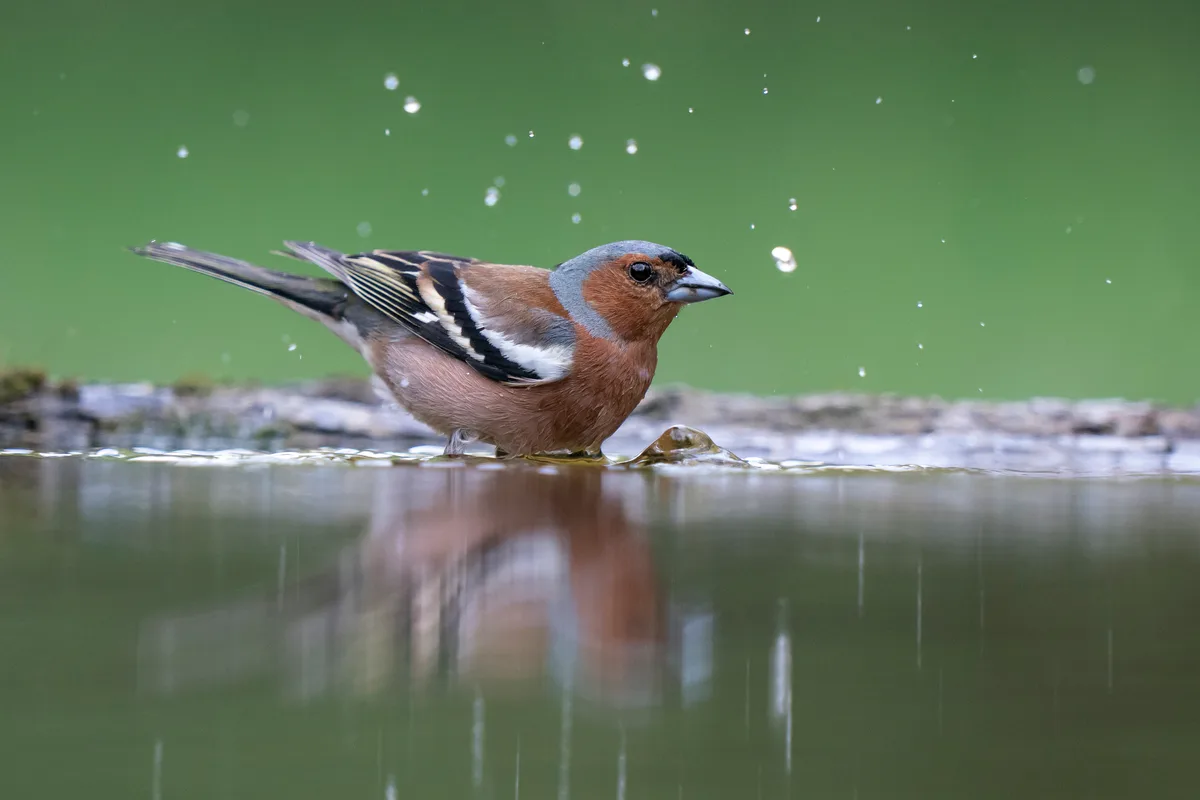 Vögel haben eine höhere Körpertemperatur und deshalb etwas weniger Mühe mit der Hitze. Trotzdem hilft ein Vogelbad.