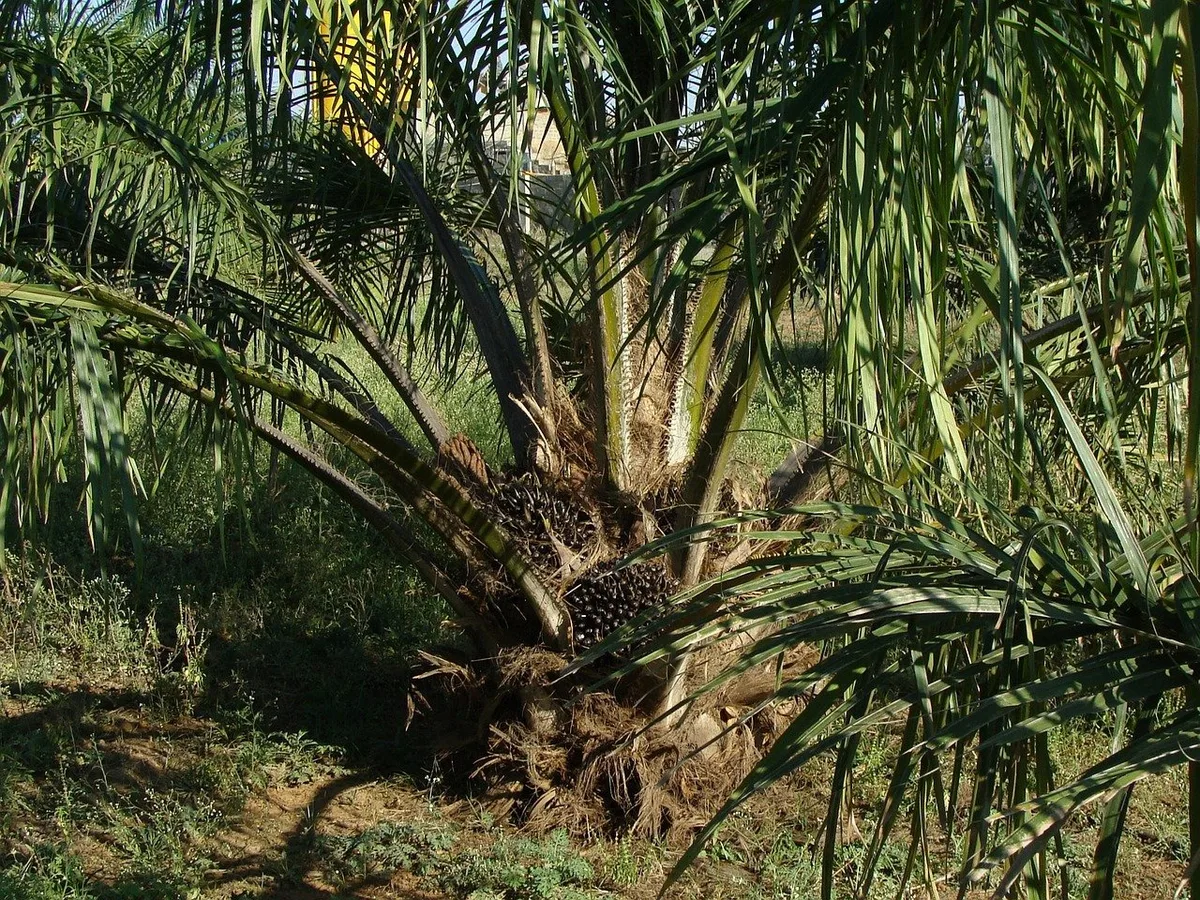 b43f00d60f6b4d1a267d9c57c35aa78f7552a78f Auf der Agripalma-Plantage soll Knospe-Palmöl angebaut werden, dass nicht so nachhaltig wie gewünscht sei. (Bild Pixabay)