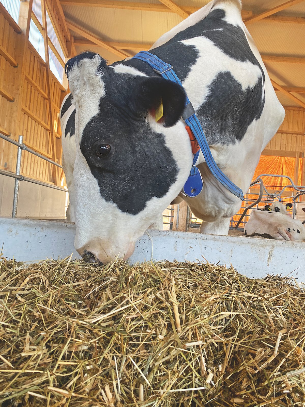 Eine schwarz-weisse Kuh frisst Grassilage aus der Krippe.