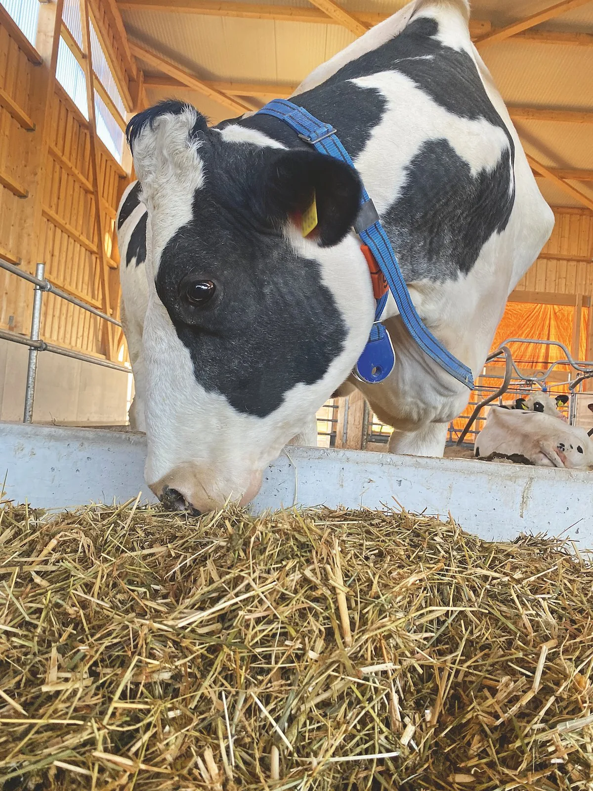Fuetterung_Wiederkaeuer Eine schwarz-weisse Kuh frisst Grassilage aus der Krippe.