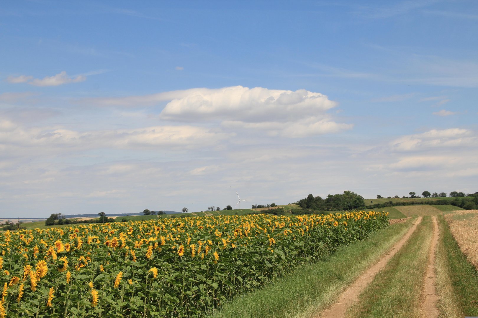Hochwachsende Kulturen: Fehlt das Sichtdreieck, haftet der Landwirt