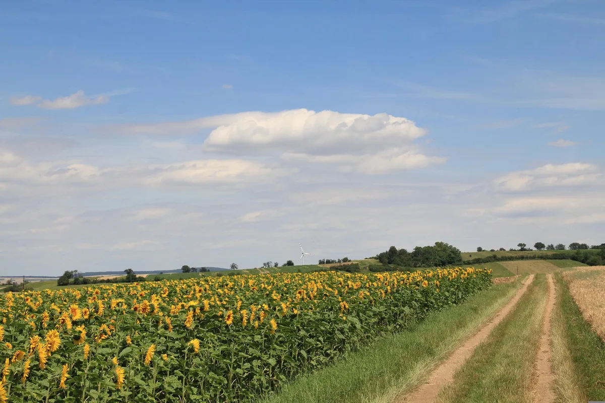 cheshirecat11-sunflowers-5389682 Hochwachsende Kulturen: Fehlt das Sichtdreieck, haftet der Landwirt