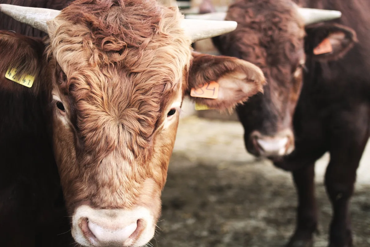03071c3730f1f221f37adfdba6ee3d06971b2514 Wichtig für Tierwohl und Fleischqualität ist es, den Stress vor der Schlachtung möglichst niedrig zu halten. (Bild Agroscope)