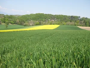 Der Schutz der Umwelt und der Bevölkerung sei der ganzen Branche wichtig, schreibt Swiss Granum. Die Rahmenbedingungen sollten aber die Produktion und Verarbeitung und der Schweiz ermöglichen. (Bild Swiss Granum)