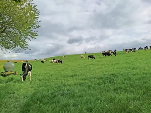 Die Milchviehherde von Lena Junker ist seit März auf der Weide. Seit Mai fressen die Tiere Tag und Nacht draussen.