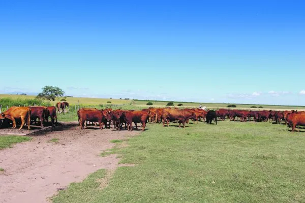 7fa5675689a14ce7a535d8d29cf3f434d972e0bf Red-Angus-Mutterkuhherde in der argentinischen Pampa rund 300 Kilometer westlich von Buenos Aires. (Bild Hans Rüssli)