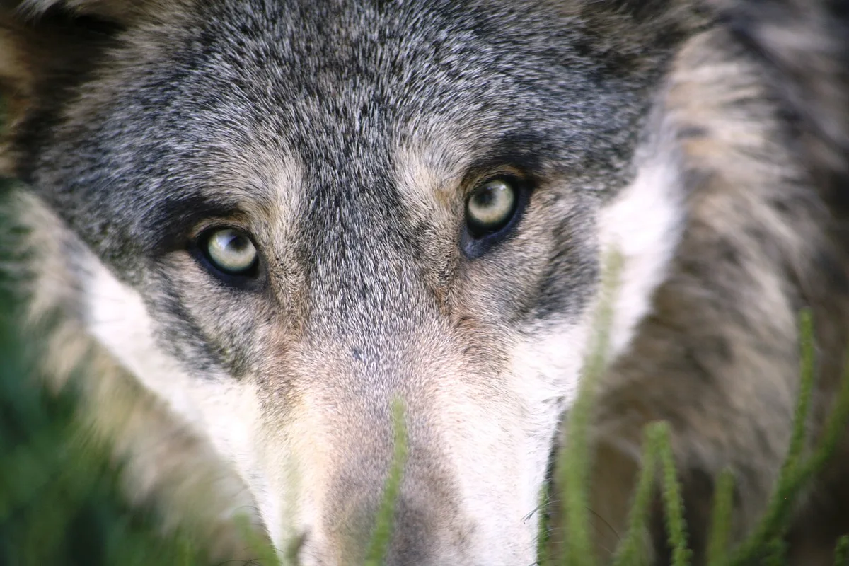 3bc229eb136d797189c746b2aae1f7f7ca016fe5 Der Wolf sorgt immer wieder für Unmut. Nun wurde im Wallis einer erschossen. (Symbolbild Pixabay)