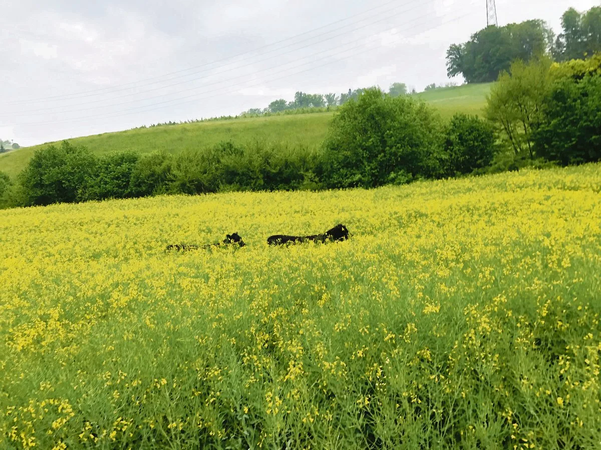 bf2a9bc5b784a0a674e375da1ec13c2579afb666 Freilaufende Rinder als grosse Gefahr für sich und andere: Dieses Bild zeigt die Rinder von Familie Sprunger, die im Raps von Markus Handschin wiedergefunden wurden.(Bild Rahel Sprunger)