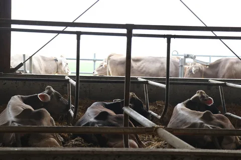 4d38159bceab1b5fd25b2fe0bfcef637a4b8e059 Schweizer Kühe haben es im Vergleich zu Kolleginnen in anderen Ländern schön, sehr schön sogar. (Bild Ruth Aerni)