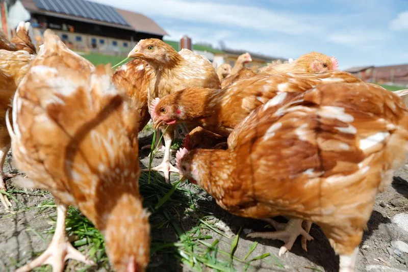 fd56d6dcd9b4272b301c83ee80d084831ba41d0b Poulet sind wegen geringem Fettgehalt beliebt bei den Konsumenten. (Bild Peter Roethlisberger)