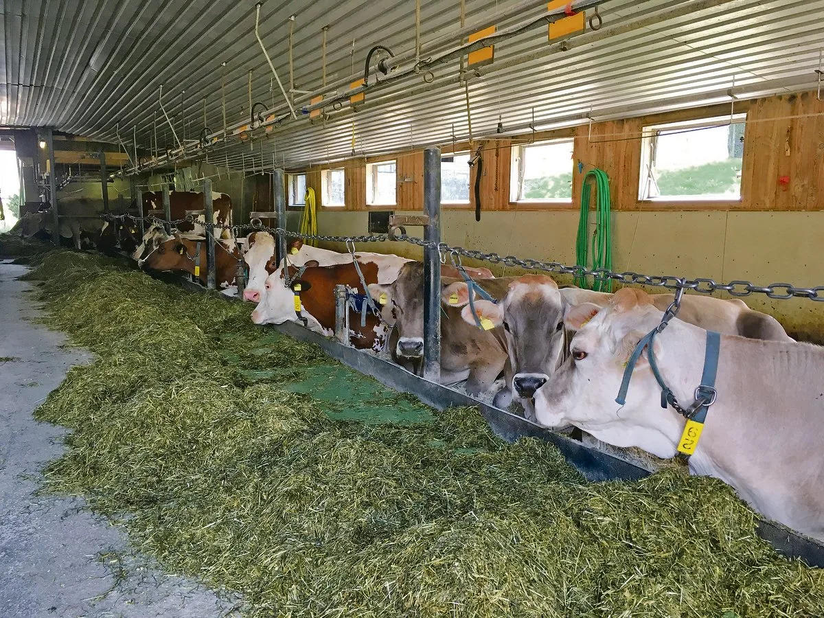 347bdbbd72d94431cc60793e3b65bcf949bfbf9c Diese Massnahmen können den Anbindestall optimieren: Kalkstrohmatratze, Anbindesystem «Nackenkette» und Gummimatte als Beschränkung gegen den Fressbereich. (Bild Christian Manser)
