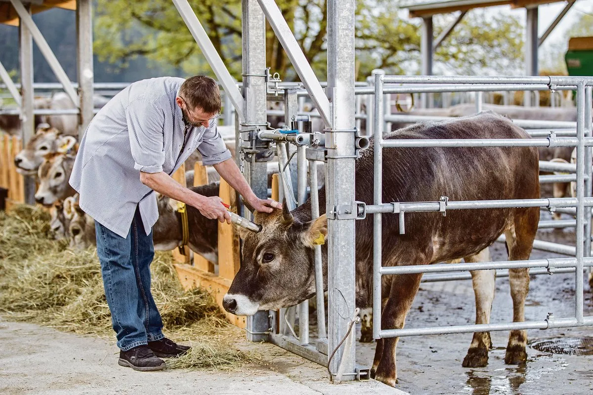 cb420a427e1fae181622c280ab3d539eea65e8a7 Hofschlachtung auf dem Hof Dusch im Kanton Graubünden: Die Betäubung erfolgt durch einen Bolzenschuss im Selbstfanggitter.(Bild Tina Sturzenegger)