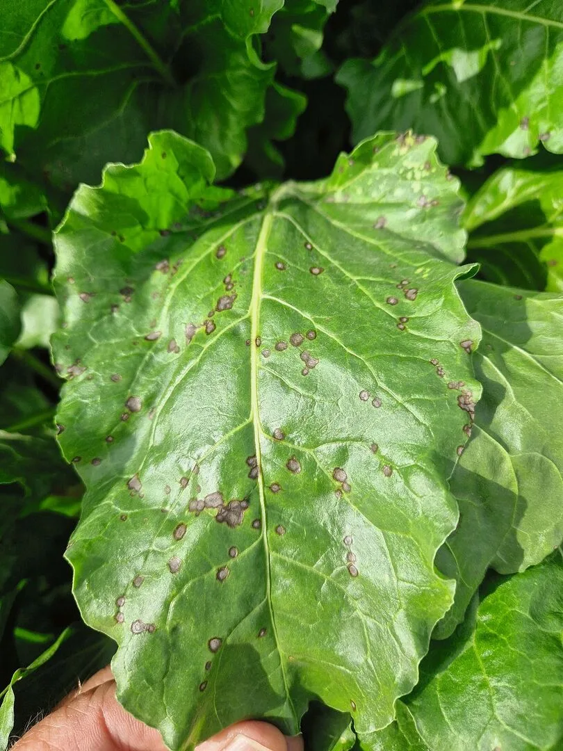 5448304c867c0e3d6773c689bf6ca1c21dbc28c6b59703ce8a4d92c26bb5f86e Die gefährlichen Cercospora Blattflecken sind 2 bis 3 mm klein, innen grau mit rot-braunem Rand.