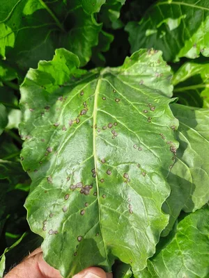 Die gefährlichen Cercospora Blattflecken sind 2 bis 3 mm klein, innen grau mit rot-braunem Rand.