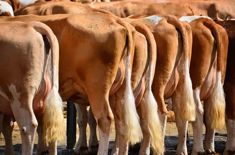 bf09f6e6c232b088c978d7f111b68ea7a934494d Für eine ökologische und ökonomische Pflege des Grünlandes bietet sich laut BLW die Tierzucht an. (Bild Rob Laan/landwirtschaft.ch)